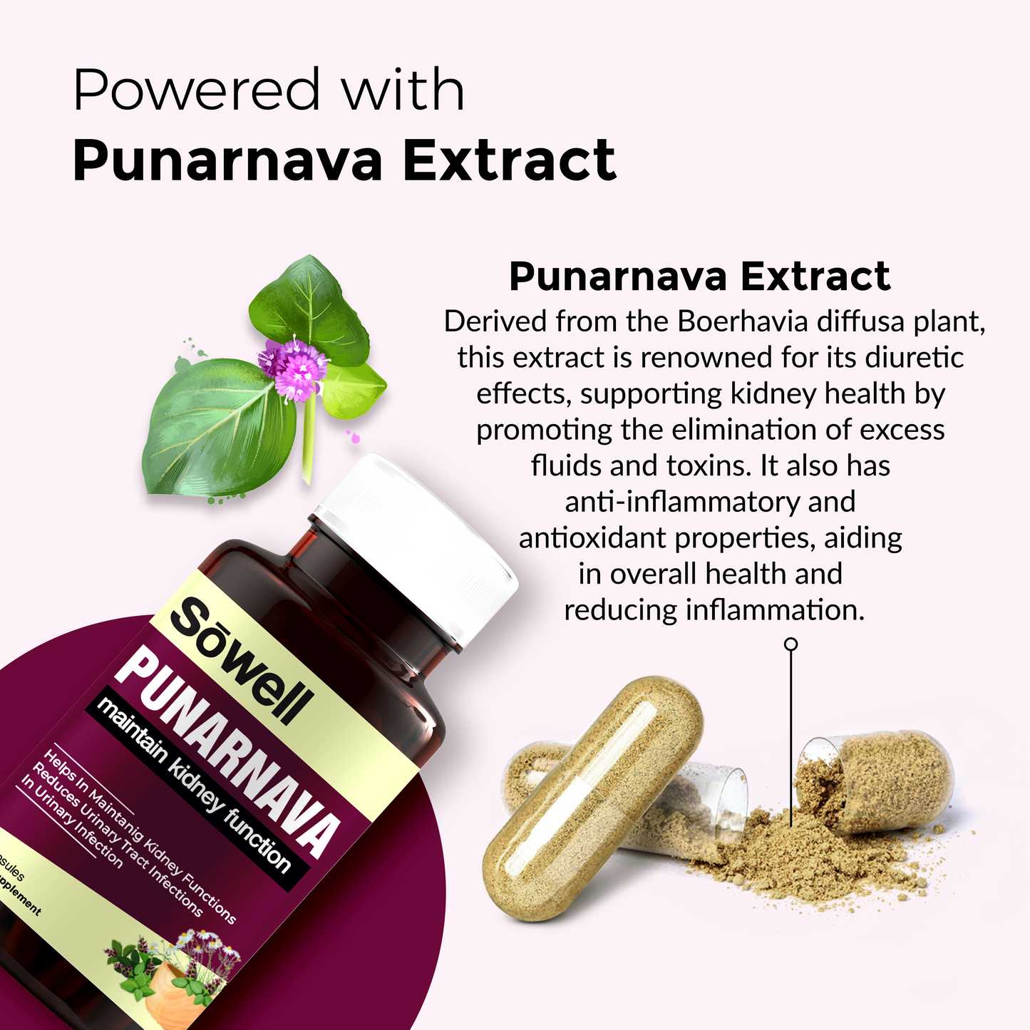 Punarnava Capsules